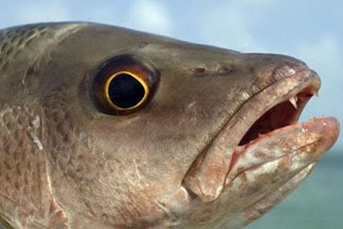 Boca Raton Inshore Fishing Trip - Preparing for the Fishing Adventure