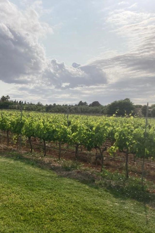 Bodega Butxet Vineyards and Winery Guided Tour With Tasting - Vineyard and Winery Location