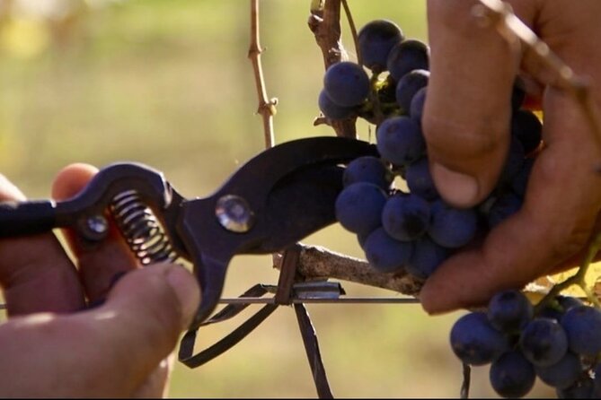 Bodega Gamboa Small-Group Wine Tasting Tour With Lunch - Guest Ratings and Feedback