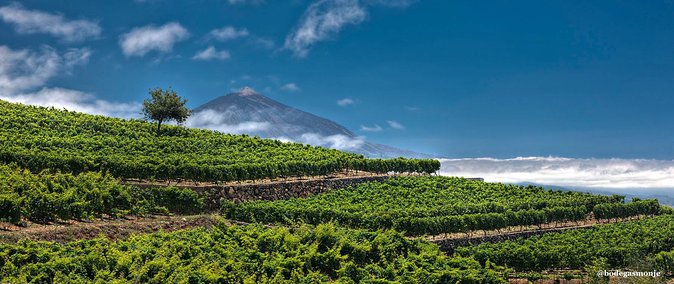 Bodegas Monje Winery Ticket With Wine Tasting and Mojo Sauce Workshop - Winery Tour and Tasting