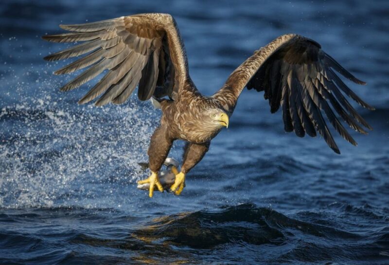Bodø: Saltstraumen Sea Eagle Trip by RIB - Weather and Safety Considerations