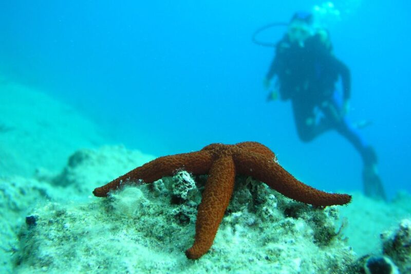 Bodrum: Full-Day Scuba Diving Tour - Inclusion Details