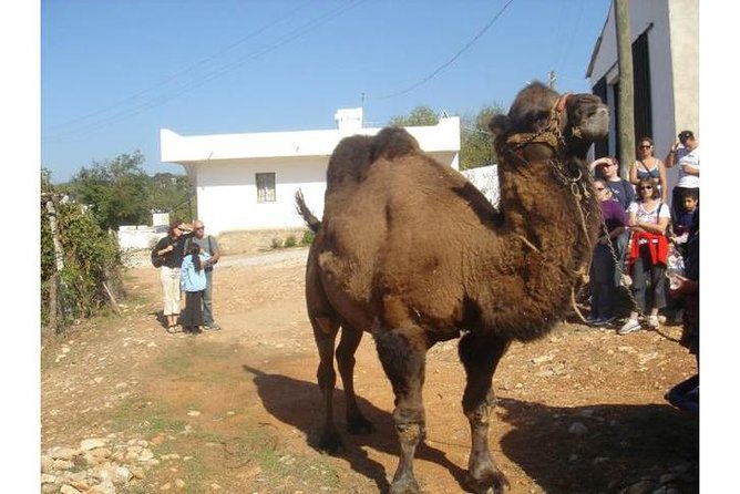Bodrum Jeep Safari & Village Tour With Lunch - Fullday Tour - Host Responses