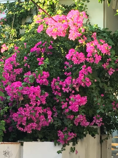 Bodrum Like a Local by Walk - Frequently Asked Questions