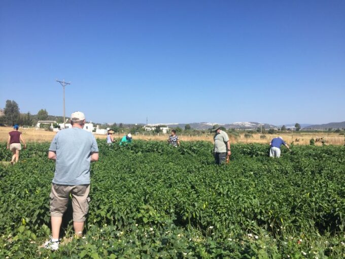 Bodrum Market Visit and Cooking Class - Market Exploration