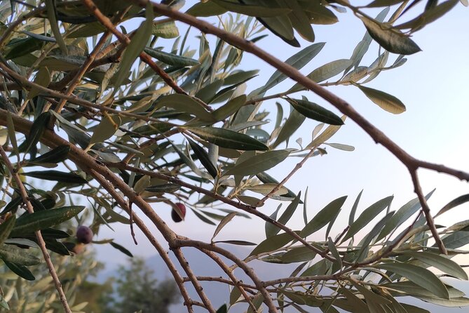 Bodrum Rustic Lunch and Olive Tasting Tour - Authenticity of Reviews