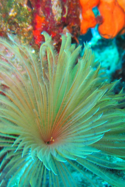 Bodrum: Scuba Diving Trip With Lunch - Meeting Information