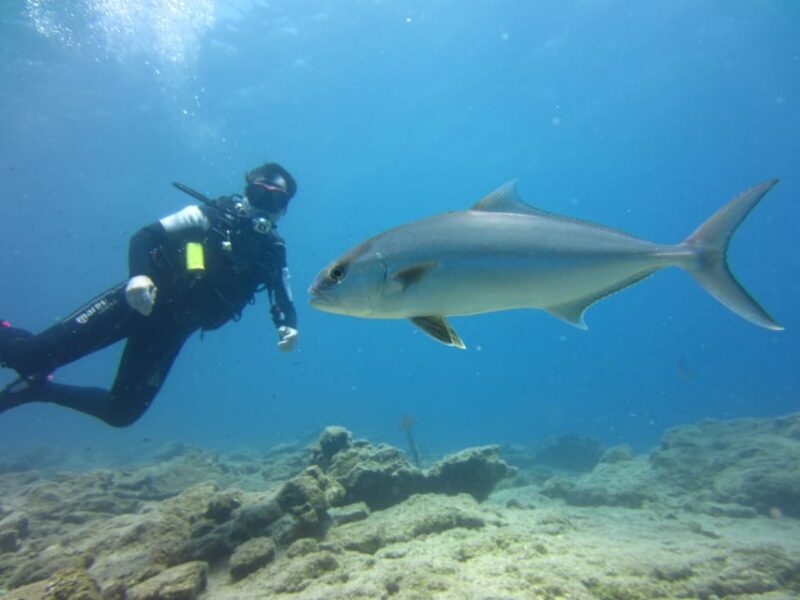 Bodrum: Scuba Diving Trip With Lunch - Scuba Diving in Bodrum