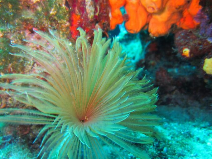 Bodrum: Scuba Diving Trip With Lunch - Dining on the Boat