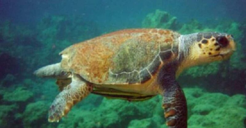 Bodrum to Dalyan Turtle Beach (Caunos) Guided Tour - Key Points