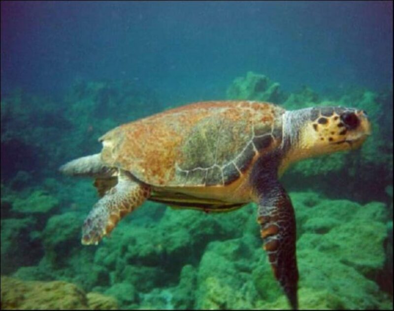 Bodrum to Dalyan Turtle Beach (Caunos) Guided Tour - Experience Highlights