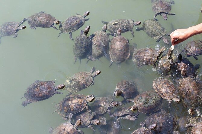 Bodrum Turtle Beach Tour With Mud Baths & King Tombs - Traveler Information