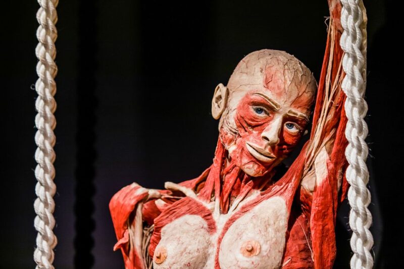 Body Worlds Amsterdam: The Happiness Project Ticket - Customer Reviews and Ratings