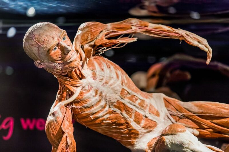 Body Worlds Amsterdam: The Happiness Project Ticket - Plastination and Body Composition
