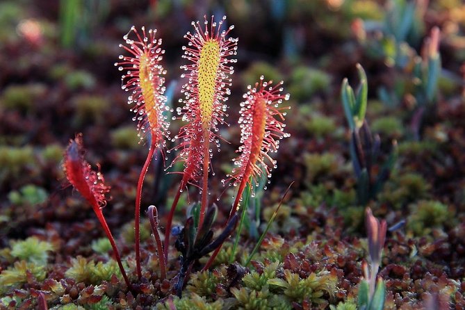 Bog-shoe Hiking Tour - Inclusions