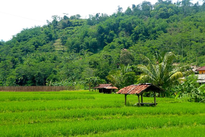 Bogor Botanical Garden, Waterfall, Mountain Springs & Rice Field - Cultural Immersion in Rural Java