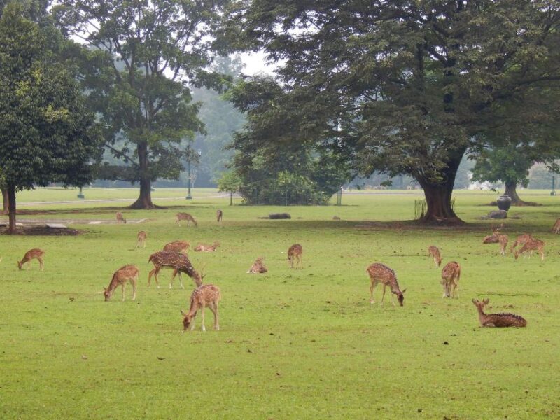 Bogor : Private Car Charter With Driver in Group by Van - Availability and Booking