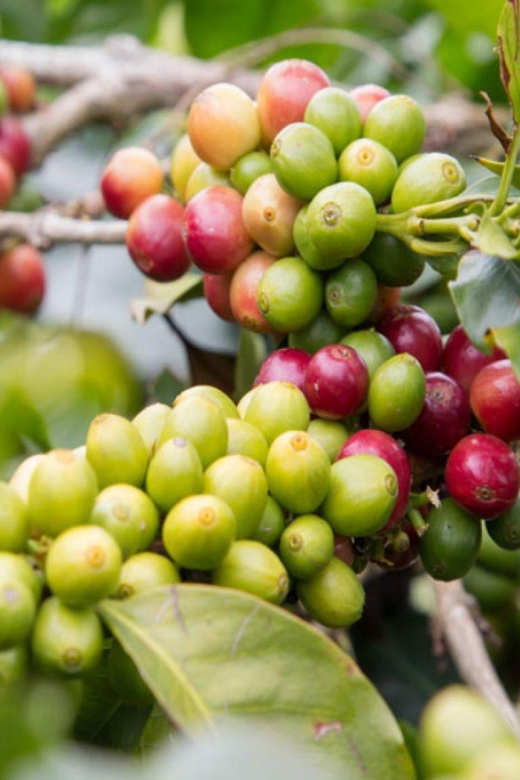 Bogotá: Coffee Farm Excursion - Key Points