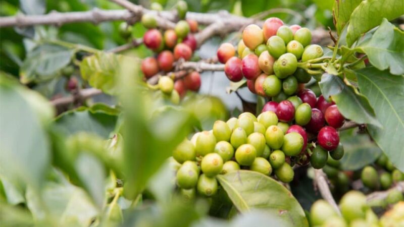 Bogotá: Coffee Farm Excursion - Tour Overview and Pricing