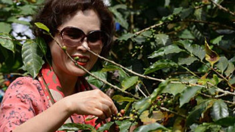 Bogotá: Coffee Farm Excursion - Included Services