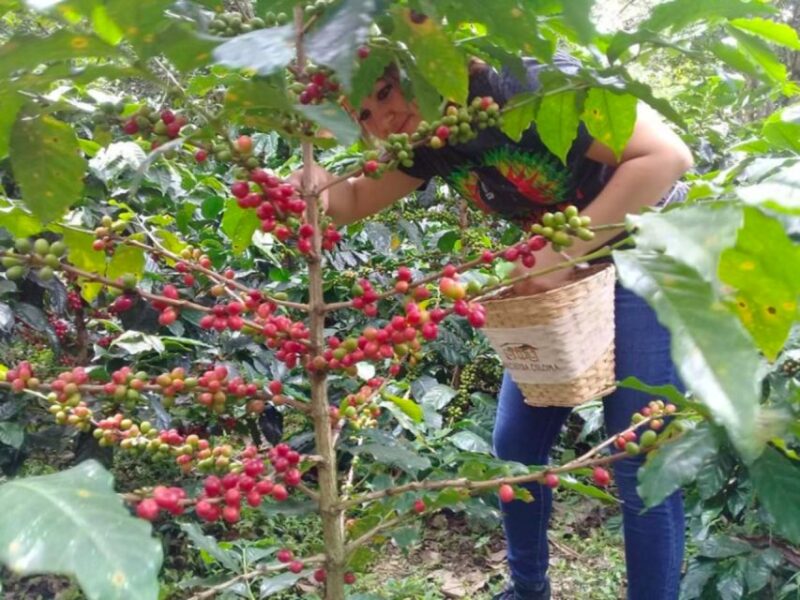Bogotá: Colombian Coffee Tour With Farm - Activity Descriptions