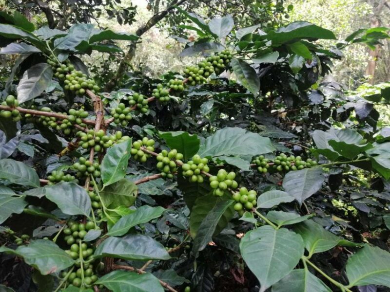 Bogotá: Colombian Coffee Tour With Farm - Included Features