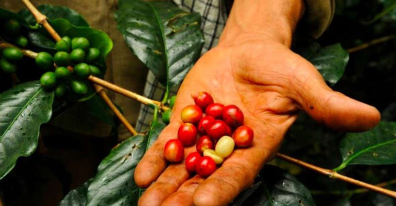 Bogotá: Colombian Coffee Tour With Farm - Recommended Preparation