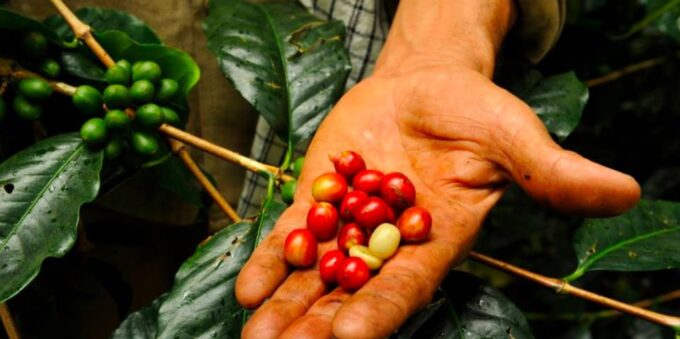 Bogotá: Colombian Coffee Tour With Farm - Recap