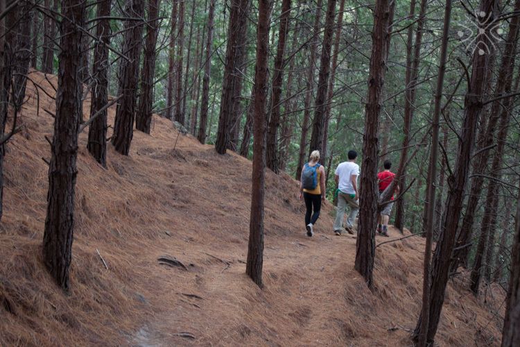 Bogota: East Hills Mountain Hike - Hiking Experience and Highlights
