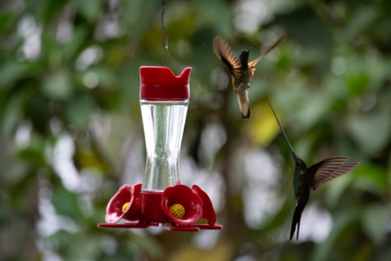 Bogotá: Monserrate Hummingbird Paradise, El Paramuno Trail - Essential Information