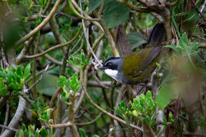 Bogotá: Monserrate Hummingbird Paradise, El Paramuno Trail - Pricing and Booking