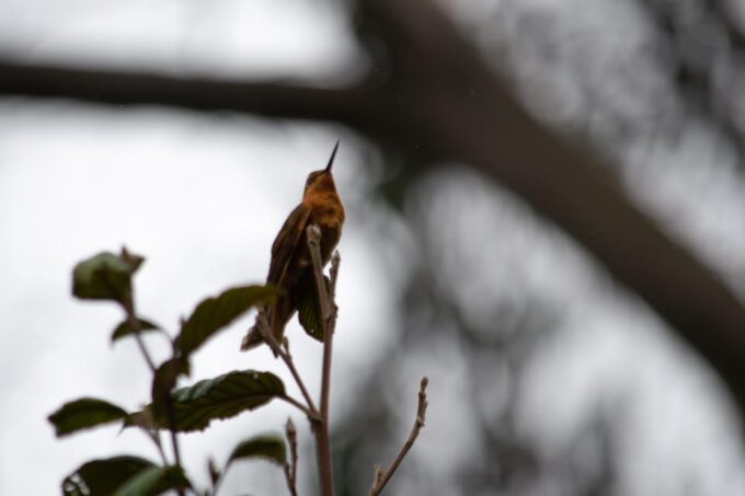 Bogotá: Monserrate Hummingbird Paradise, El Paramuno Trail - Explore Monserrate Hummingbird Paradise