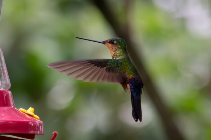 Bogotá: Monserrate Hummingbird Paradise, El Paramuno Trail - Recap