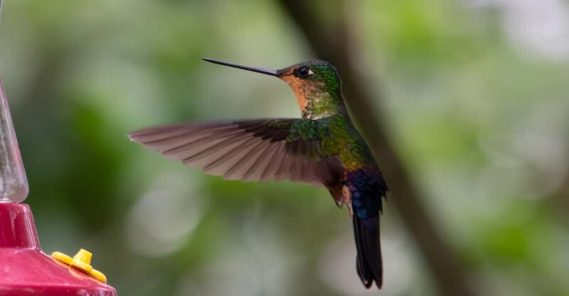 Bogotá: Monserrate Hummingbird Paradise, El Paramuno Trail - Key Points