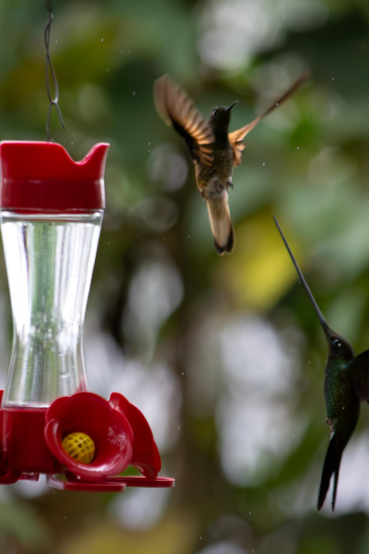 Bogotá: Monserrate Hummingbird Paradise, El Paramuno Trail - Itinerary