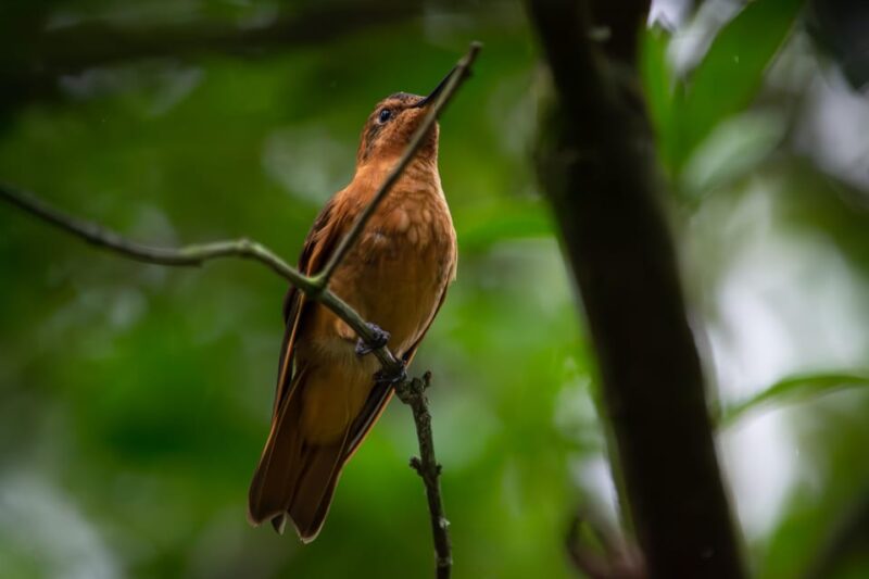 Bogotá: Monserrate Hummingbird Paradise, El Paramuno Trail - Highlights