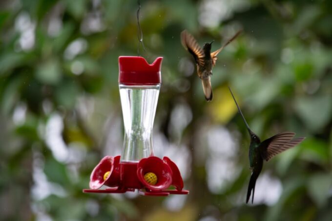 Bogotá: Monserrate Hummingbird Paradise, El Paramuno Trail - Recap