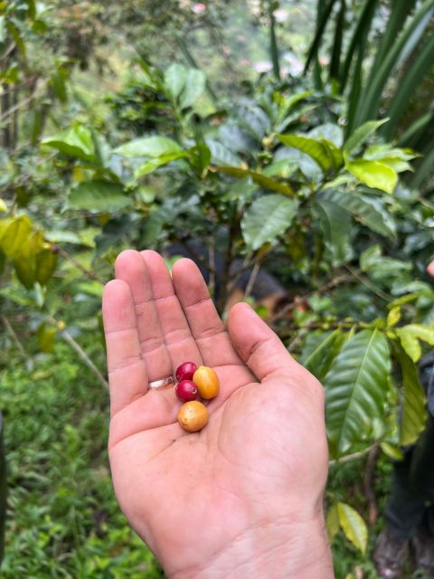Bogota: Private Coffee Tour in Silvania - Coffee Farm - Key Points