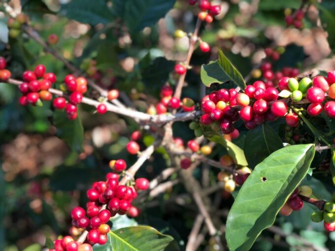 Bogota: Private Coffee Tour in Silvania - Coffee Farm - Frequently Asked Questions