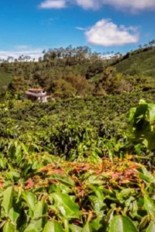 Bogotá to Hacienda Coloma in Fusagasugá Private Transport - Booking and Cancellation