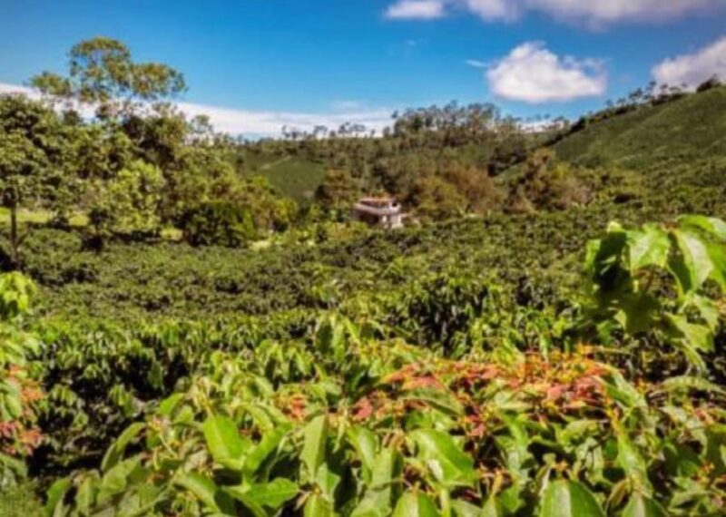Bogotá to Hacienda Coloma in Fusagasugá Private Transport - Coffee Plantation Tour
