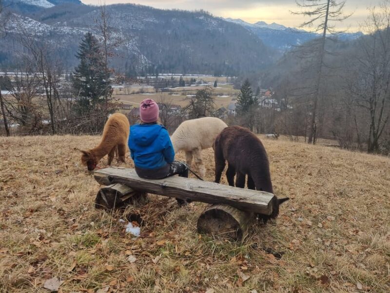 Bohinj Bistrica: Walking With Alpacas - Domačija LončNar - Key Points