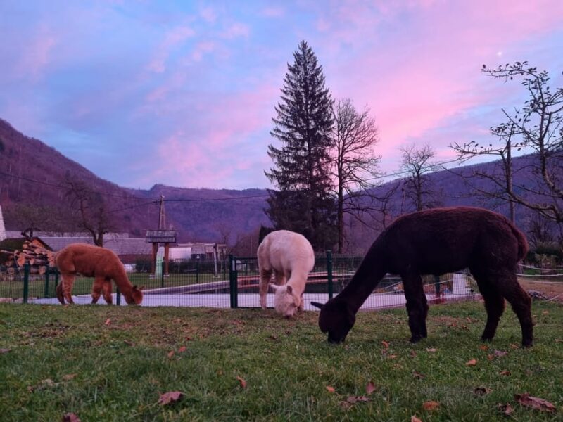 Bohinj Bistrica: Walking With Alpacas - Domačija LončNar - Experience Highlights