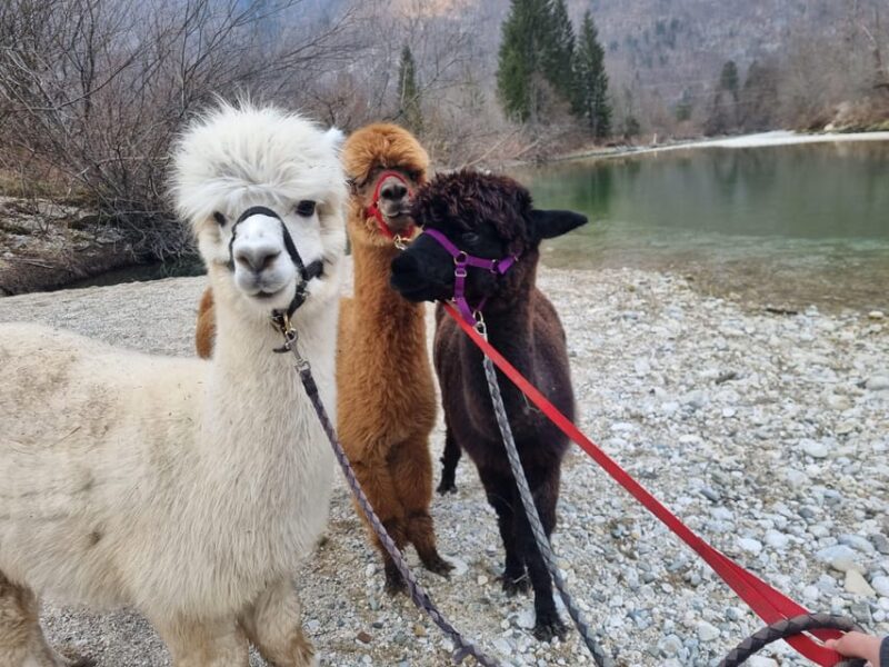 Bohinj Bistrica: Walking With Alpacas - Domačija LončNar - Inclusions and Exclusions