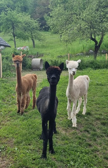 Bohinj Bistrica: Walking With Alpacas - Domačija LončNar - Location and Directions