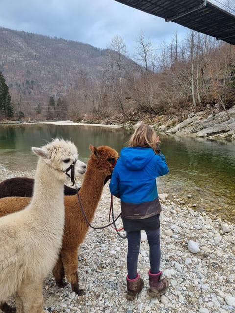 Bohinj Bistrica: Walking With Alpacas - Domačija LončNar - Booking and Pricing