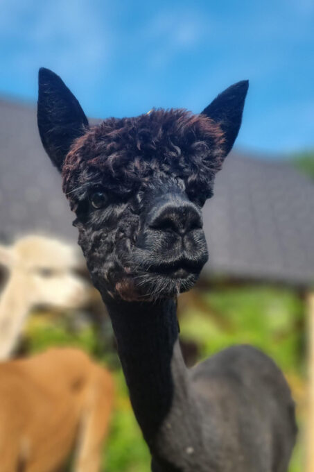 Bohinj Bistrica: Walking With Alpacas - Domačija LončNar - Frequently Asked Questions