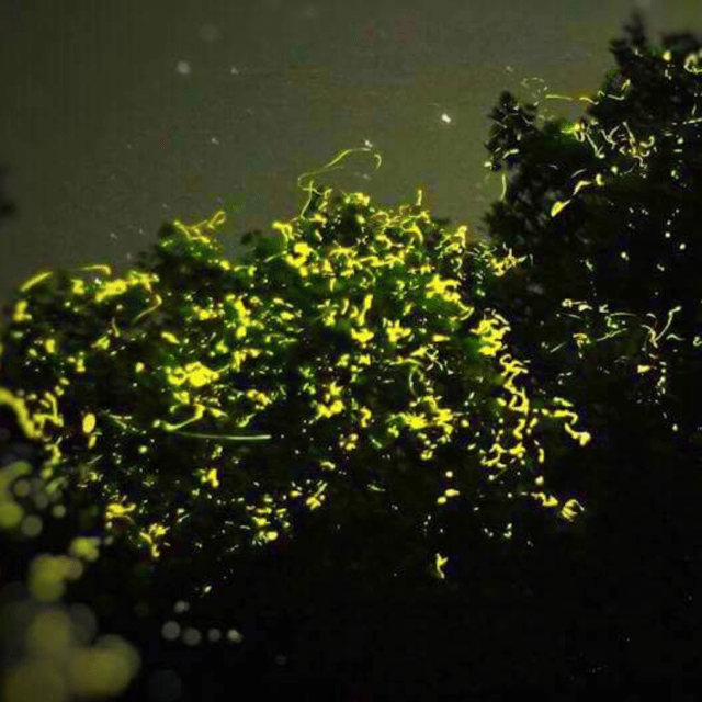 Bohol: Abatan Firefly Watching With Dinner Buffet - Itinerary and Logistics