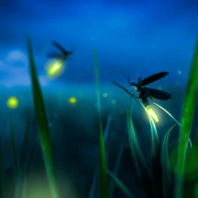Bohol: Abatan Firefly Watching With Dinner Buffet - Pickup and Drop-off Locations