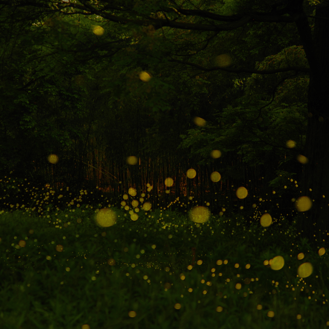 Bohol: Abatan Firefly Watching With Dinner Buffet - Tour Schedule
